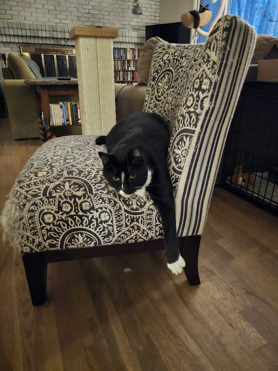 This IS my happy face. 😾