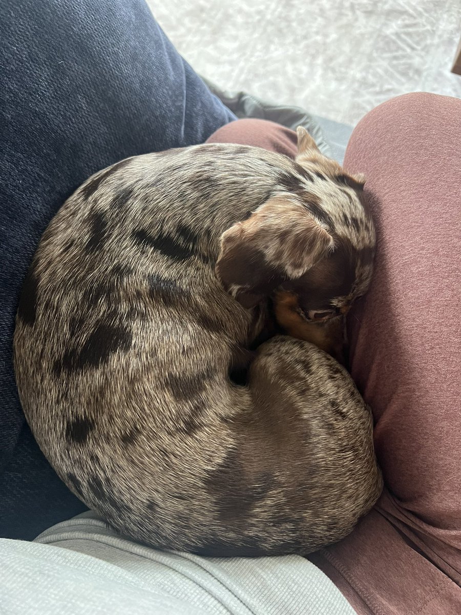 Let’s give it up for the therapists and the dogs this week. Maude is working overtime right now.
