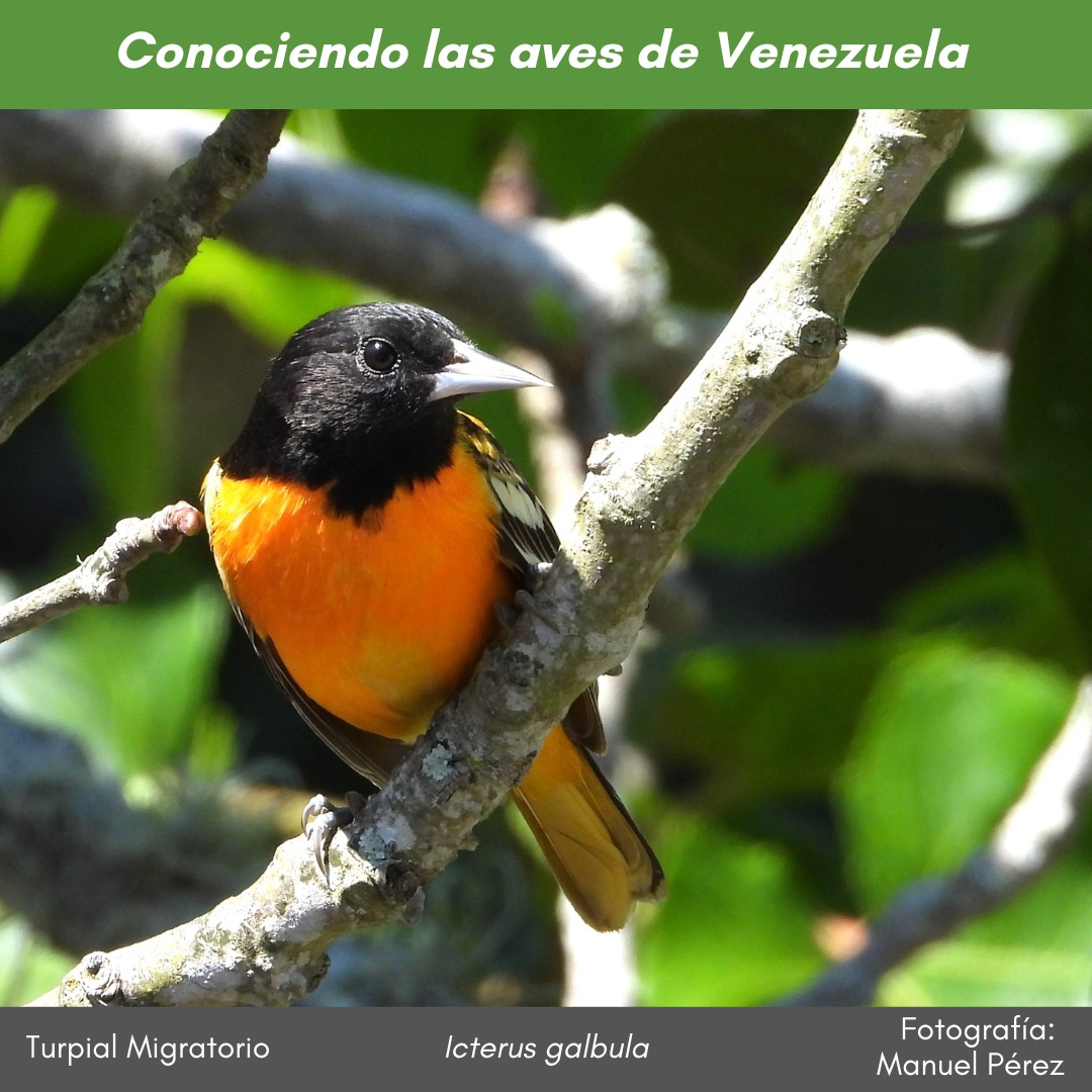 #ConociendolasavesdeVenezuela De colores muy vivos, el #TurpialMigratorio #Icterus_galbula lo vemos en el invierno boreal y puede visitar comederos. Foto <a href="/ManuCheff/">Manuel Pérez</a>. Ver más instagram.com/p/DCHjE8Zu-6a/…