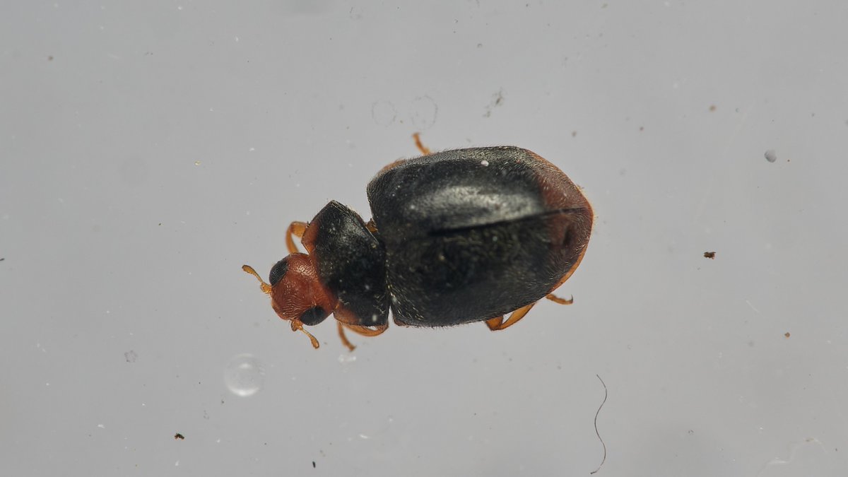 David Williams tweet media