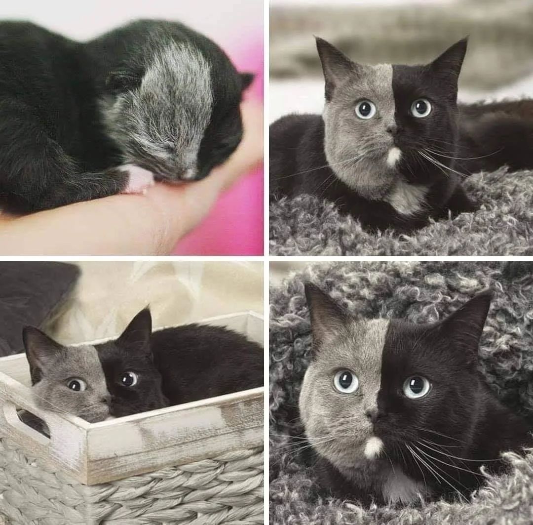PostsOfCats's tweet photo. This is Narnia known as "the two faced cat" https://t.co/aoiHWggeRM