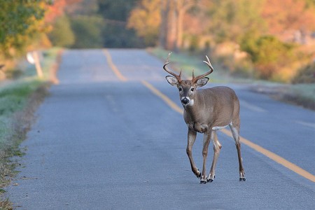 As deer migrate from the fields and woods and run across Indiana roadways, AAA Insurance reminds motorists to remember the following driving techniques. spr.ly/6010StM6i