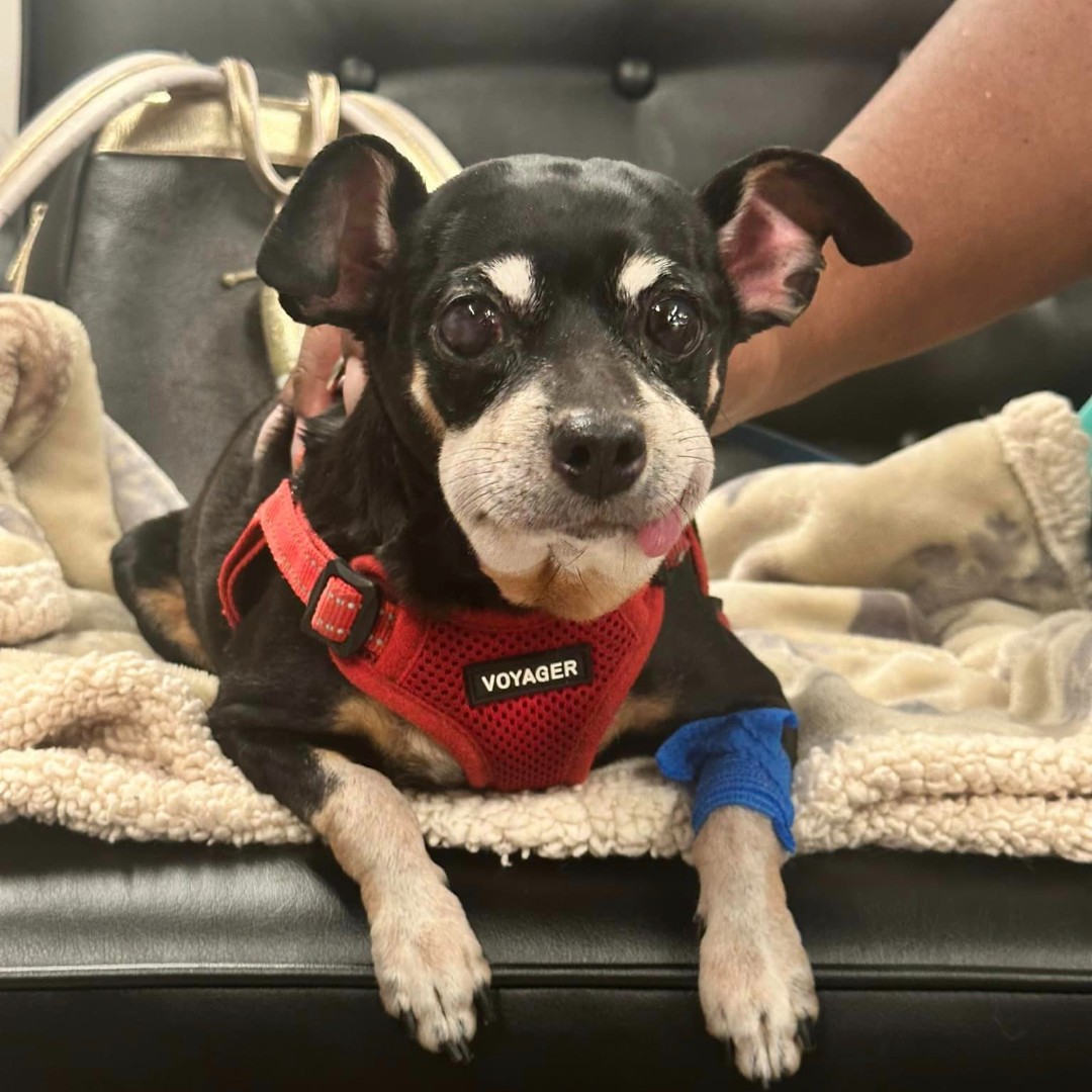 VEGERforpets's tweet image. Riley came in due to a vaccine reaction but other than that he’s doing swell...no pun intended. 🤣

Riley is feeling much better after his Benadryl injection! ❤️‍🩹 

📍VEG Las Vegas, NV

#vegolution #pethospital #dog