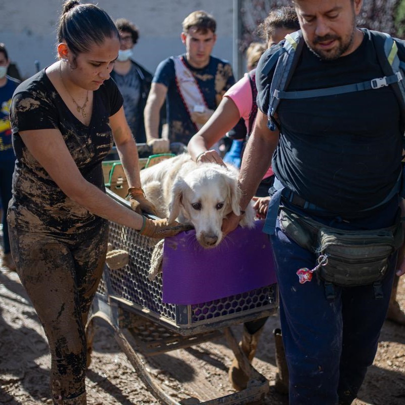 AntonianosVal's tweet photo. 1️⃣ Tras la #DANA en Valencia, muchos #animales han quedado solos y sin hogar💔. Estos seres necesitan atención y protección urgente. La Hermandad #SanAntonioAbad pide a @AnimalesGob que coordine una respuesta más firme. Una respuesta real. 🙏🚨
@JoserraBecerra #ValenciaSolidaria https://t.co/HJUetqmZma