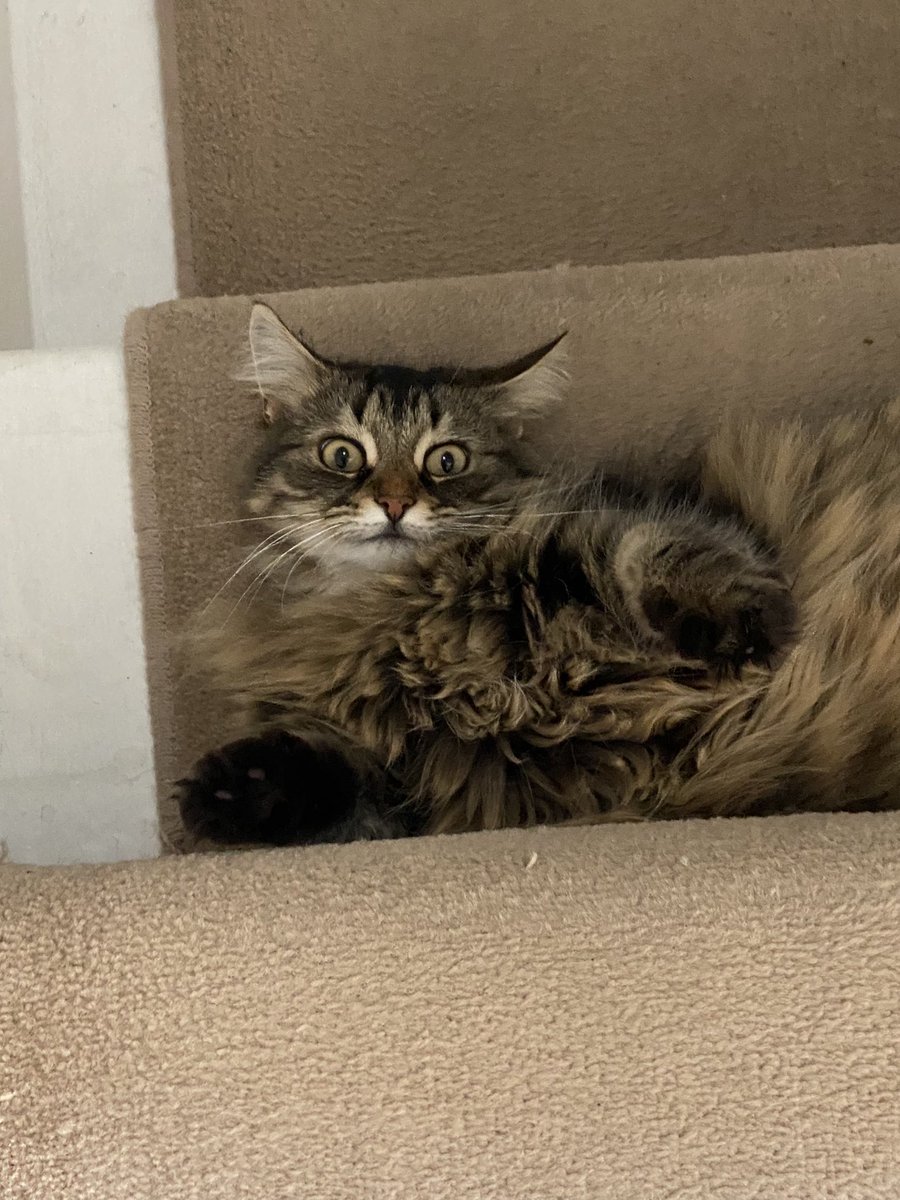 Ian Noon tweet media