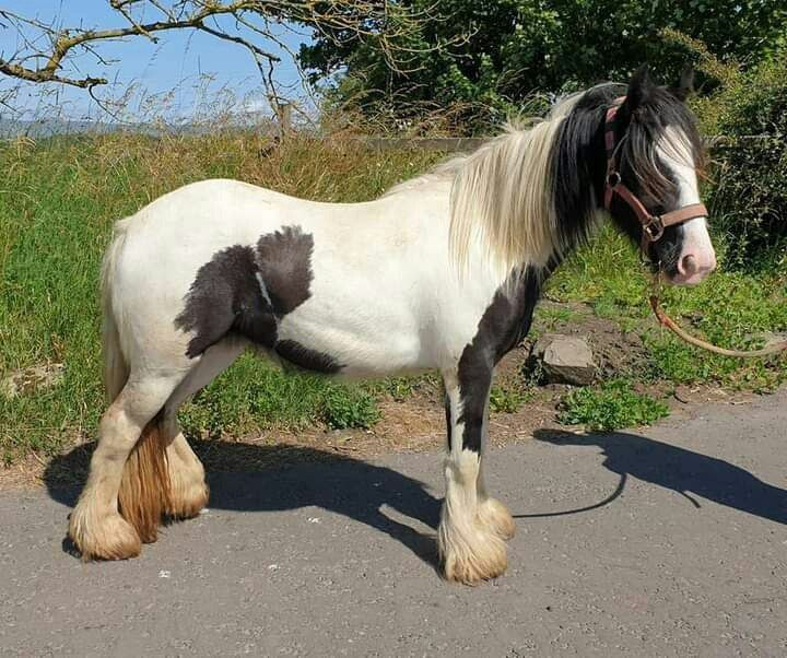 andywalker199's tweet image. Age:11years/Gender:Mare/Height:12.4hands/Colour:White with Black/Price:9000$🦄🦄horseplug