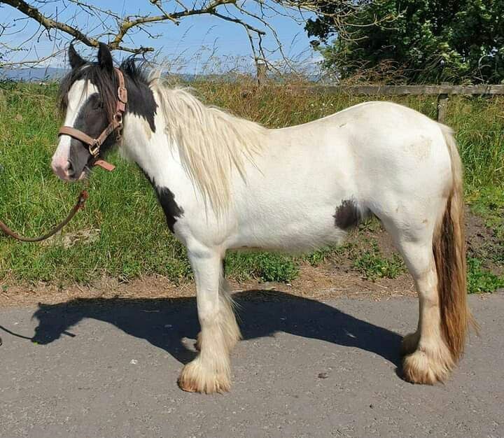 andywalker199's tweet image. Age:11years/Gender:Mare/Height:12.4hands/Colour:White with Black/Price:9000$🦄🦄horseplug