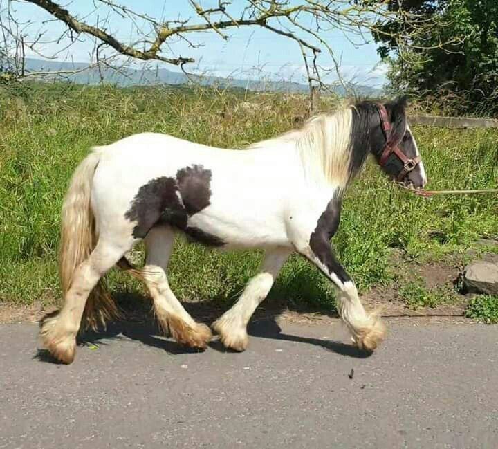 andywalker199's tweet image. Age:11years/Gender:Mare/Height:12.4hands/Colour:White with Black/Price:9000$🦄🦄horseplug