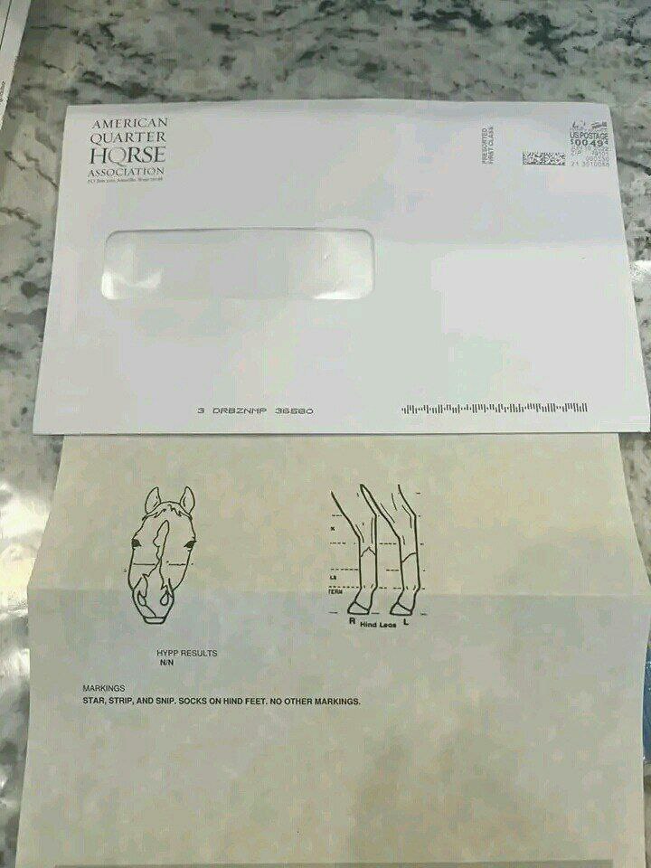 andywalker199's tweet image. Age:11years/Gender:Mare/Height:12.4hands/Colour:White with Black/Price:9000$🦄🦄horseplug