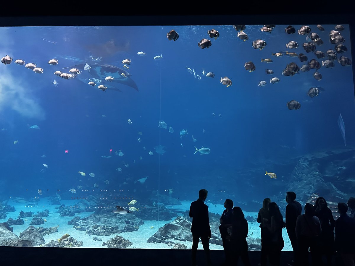 mego17's tweet photo. #AAMC24 wonderful night at Atlanta Aquarium! https://t.co/i8ZMFeeLcs