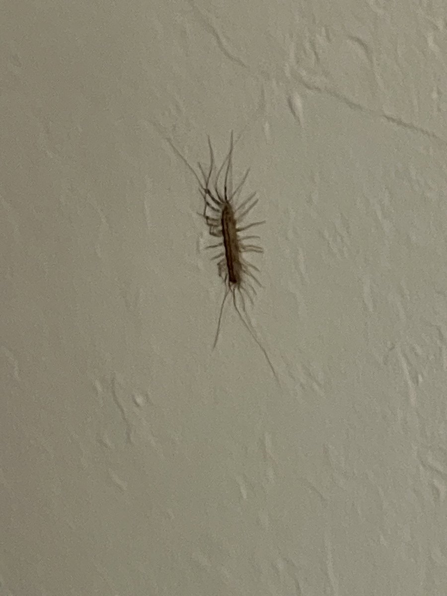 CedessDoe's tweet photo. Can anyoneeee tell me wtf this is????😭 https://t.co/ticeH2735m