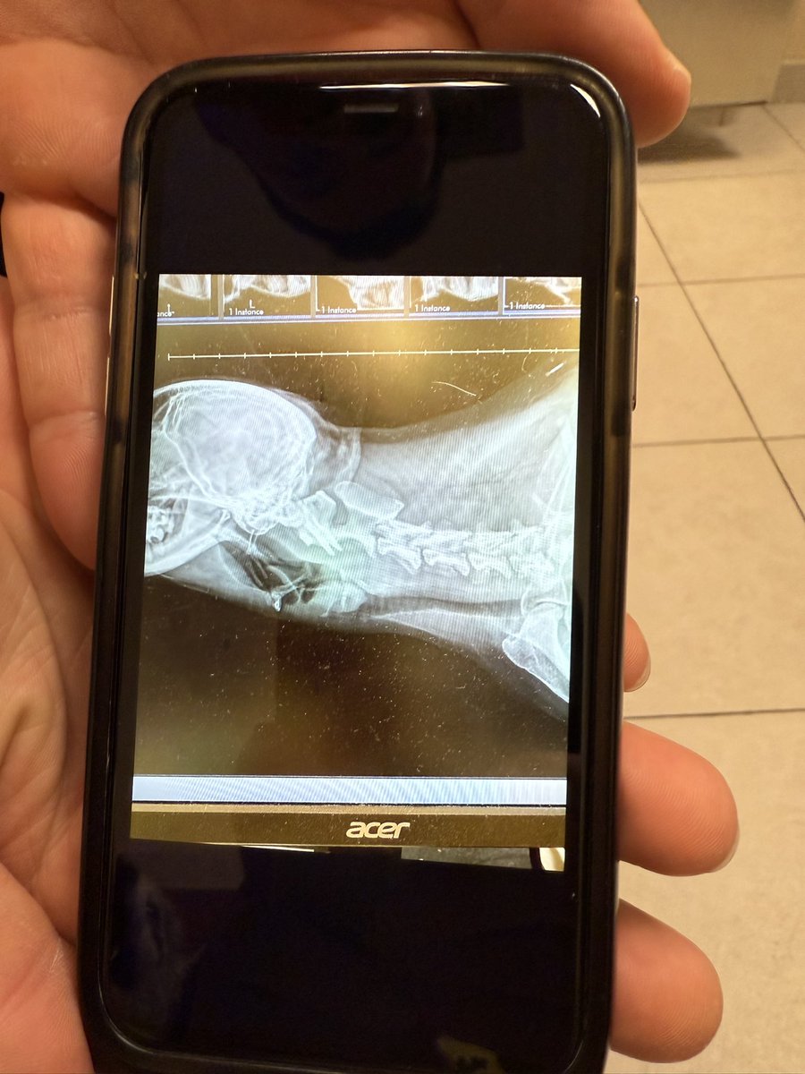 Red_StateRebel tweet media