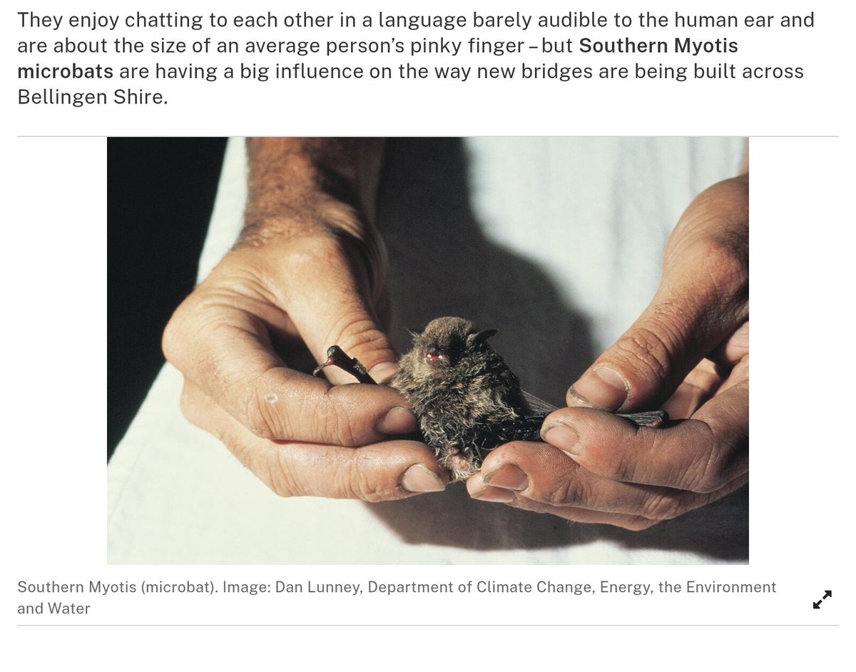 Bats_Rule's tweet photo. Tiny mammal homes preserved on Bellingen bridge project https://t.co/ySY6sp5u4L https://t.co/r0R19PAHxz