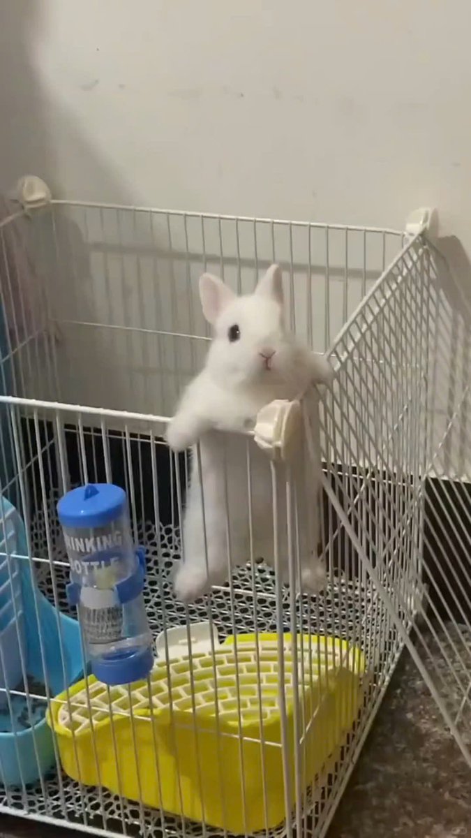 Why you should have a rabbit (@shouldhaverabit) on Twitter photo 