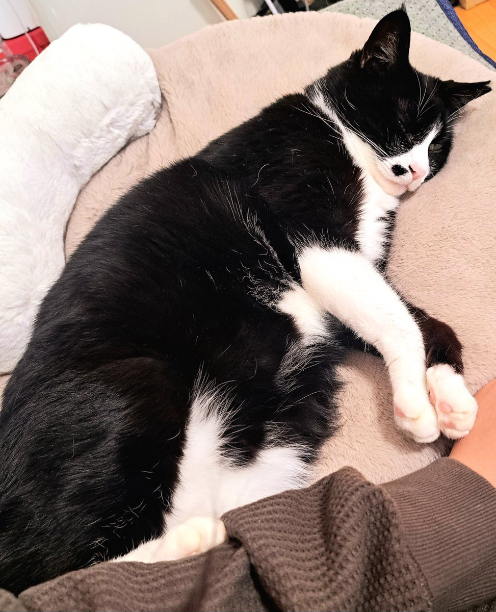 mona2_monaka's tweet photo. 今年初めてホットマットを出した後の我が家のお猫様です(何故かお世話係は足蹴にされてます)

 #猫  #ねこ  #ハチワレ  #保護猫  #cat
 #猫のいる幸せ   #猫のいる暮し   #保護猫と暮らす https://t.co/Q8Hm8ZPR8N