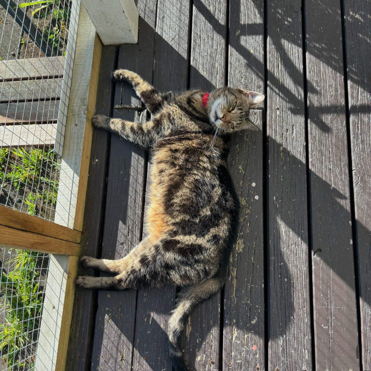 purrsandbeansnz's tweet image. That weekend feeling 😸🐾 

Happy #Caturday fur-iends! Just a heads up we’ll be closed tomorrow so today is the day if you want to hang with our furry family this weekend.

Limited spots remain so book meow! 

#Woody #helloweekend #sunnydays #summeriscoming #catio #purrsandbeans