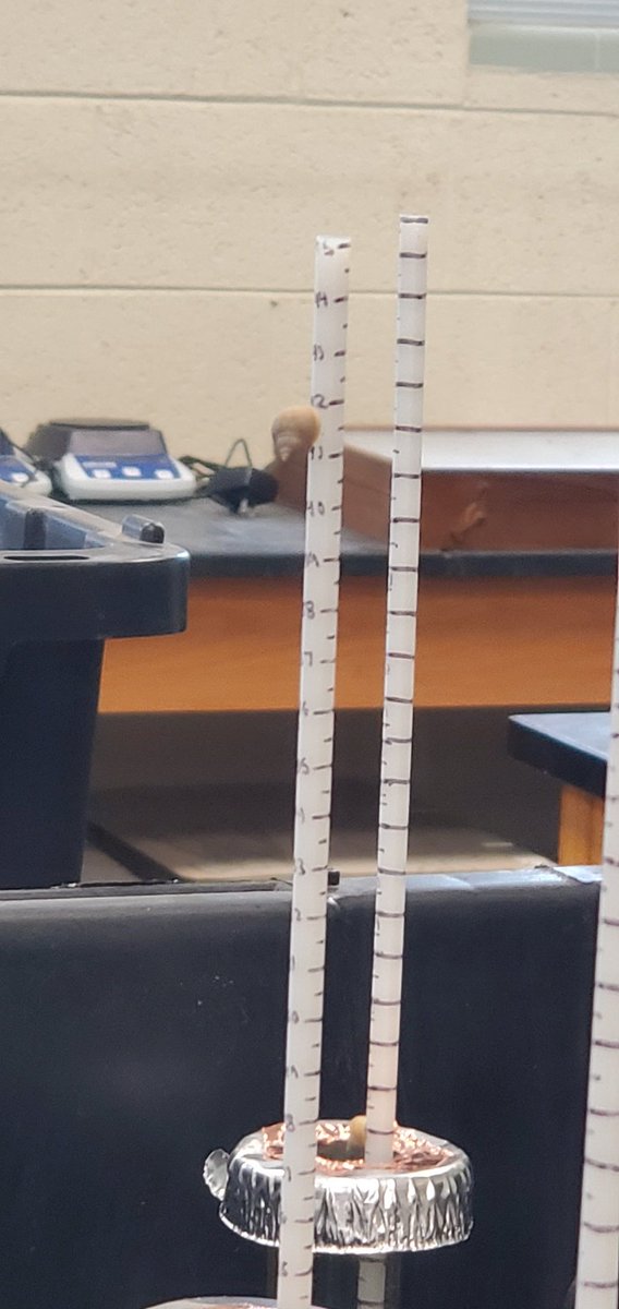 Hill_EcoLab's tweet photo. Science is happening in the lab. Climb my pretty snails, climb!!!! https://t.co/IBHmxZeBu7