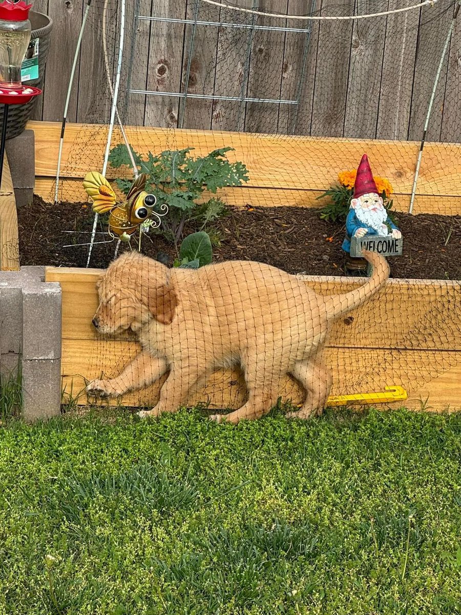 Te extraño Steve chiquito 😭