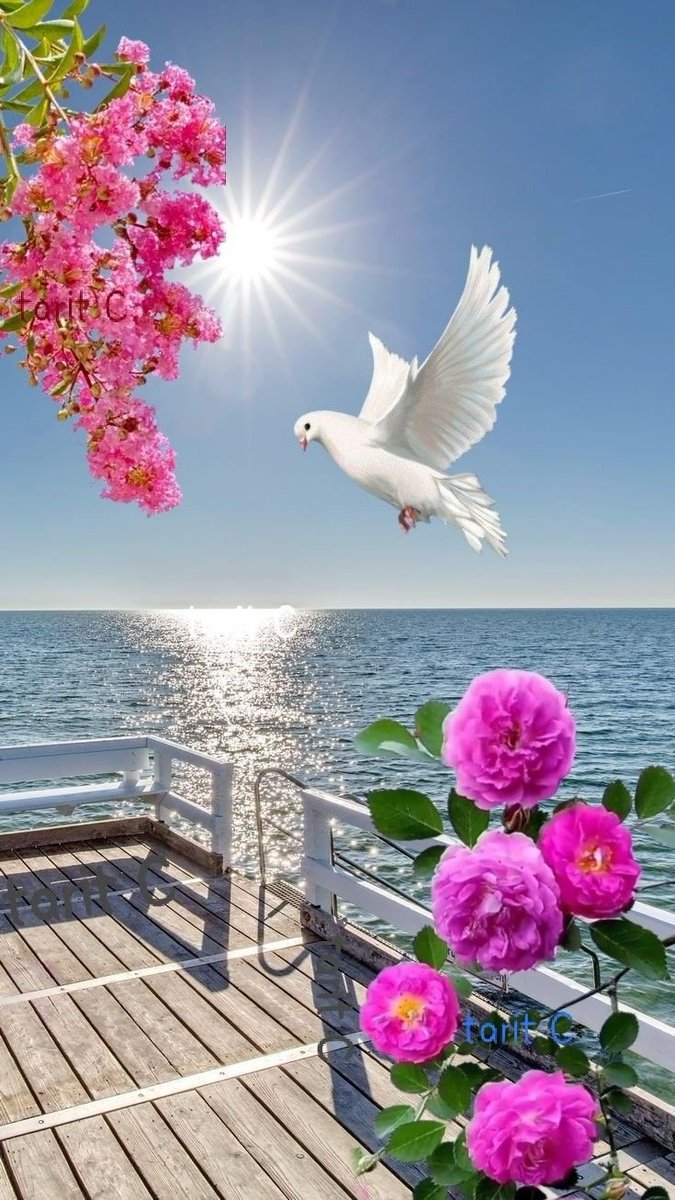 Deixo-vos a paz, a minha paz vos dou; não vo-la dou como o mundo a dá. Não se turbe o vosso coração, nem se atemorize. João 14:27