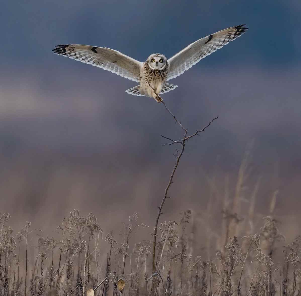 osalman2's tweet image. Take a look at the impact of Omar Salman!