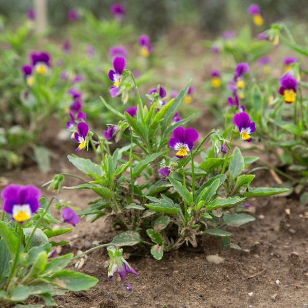 High Mowing Organic Seeds (@highmowingseeds) on Twitter photo ๐๐ ๐๐๐๐ ๐๐๐๐๐ ๐๐
โจ๏ธNEWโจ๏ธ We LOVE these adorable, early-season, tricolor ๐๐๐ค violas. Tidy plants produce purple blooms with blazes of yellow, orange, or white. Add to salads, as garnish for main dishes, or atop your favorite dessert.
bit.ly/4ejqi9z ๐๐ ๐๐๐๐ ๐๐๐๐๐ ๐๐
โจ๏ธNEWโจ๏ธ We LOVE these adorable, early-season, tricolor ๐๐๐ค violas. Tidy plants produce purple blooms with blazes of yellow, orange, or white. Add to salads, as garnish for main dishes, or atop your favorite dessert.
bit.ly/4ejqi9z
