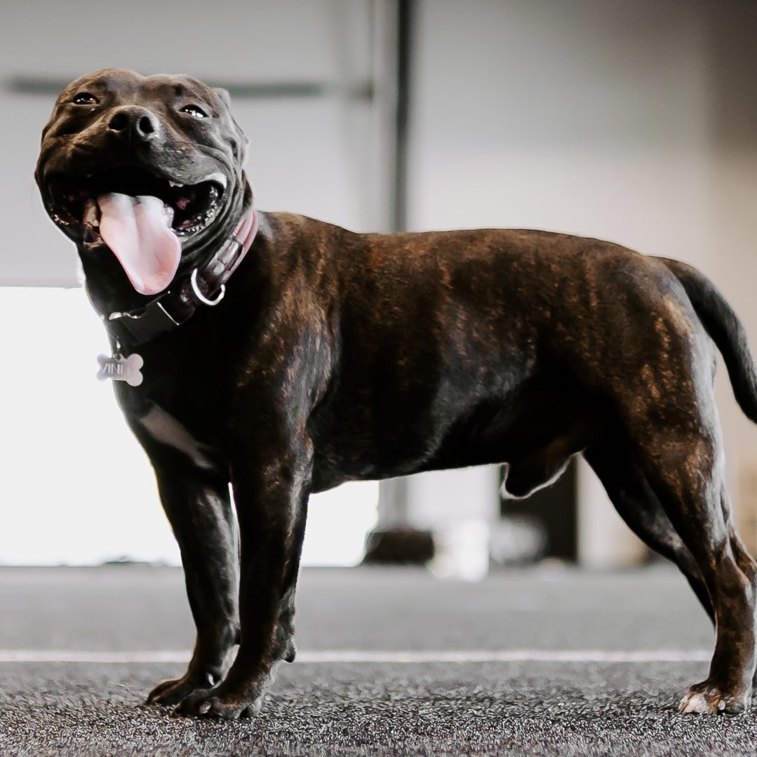 MASHPerform's tweet photo. Happy Dog = Happy Gym ๐ถ
#MASHperformance | #RaiseTheStandard https://t.co/t0PKYHARG7