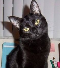 mewyoungie's tweet image. 