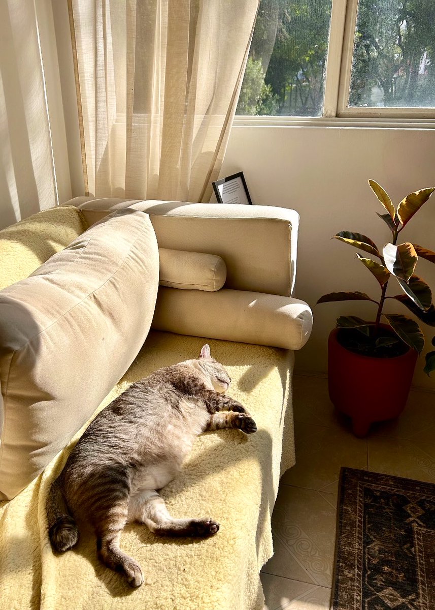 ytzel maya tweet media