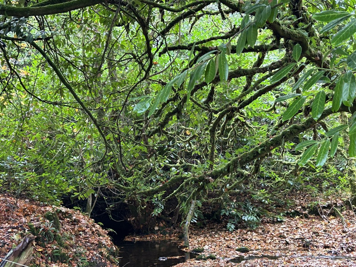 Pamela Deasy #PPIE Advocate 💜 tweet media