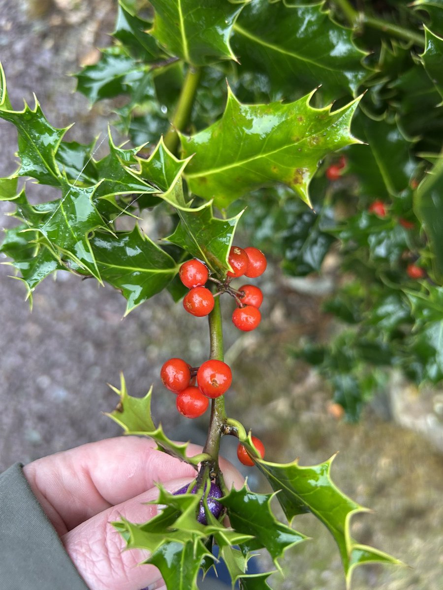 Pamela Deasy #PPIE Advocate 💜 tweet media