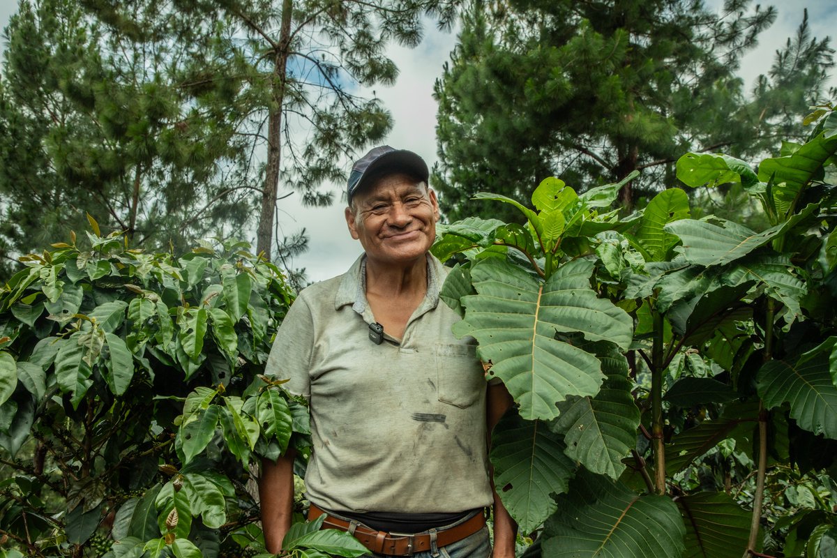 #SemanaForestal: Con Py #VRAEMSostenible, junto a @AVSF y <a href="/UEenPeru/">Unión Europea en Perú</a>, apostamos por la diversificación productiva-agroforestal, como la de Ángel, quien lidera una iniciativa de reforestación que asocia el cultivo de café con especies como la #quina y más. facebook.com/share/p/1Aphss…