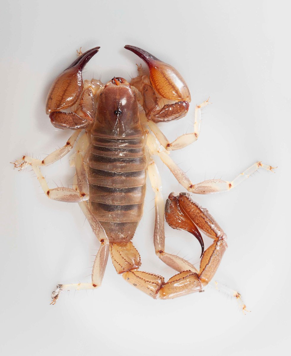 If you're interested about the patterns of sexual dimorphism &amp; allometry in scorpions, and the selective forces behind them, check out our latest paper sciencedirect.com/science/articl…. Led by J. Giménez-Carbonari and <a href="/CamiloMattoni/">Camilo Mattoni</a>, with cover featuring a photo by <a href="/Aranias_Arg/">Arañas Argentinas/Argentinian spiders</a> 🦂#Zoology