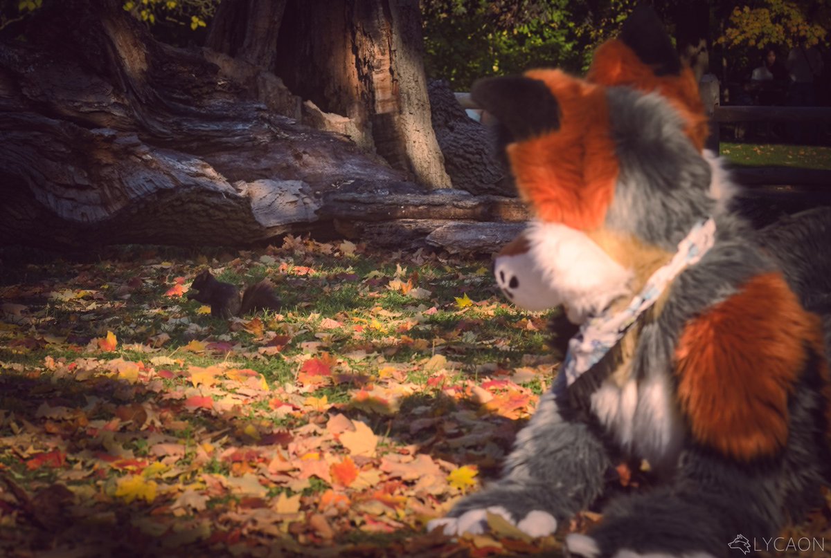 Getting distracted by Squirrels this #FursuitFriday 🐿️

📸: <a href="/LycaonWuff/">Lycaon</a>