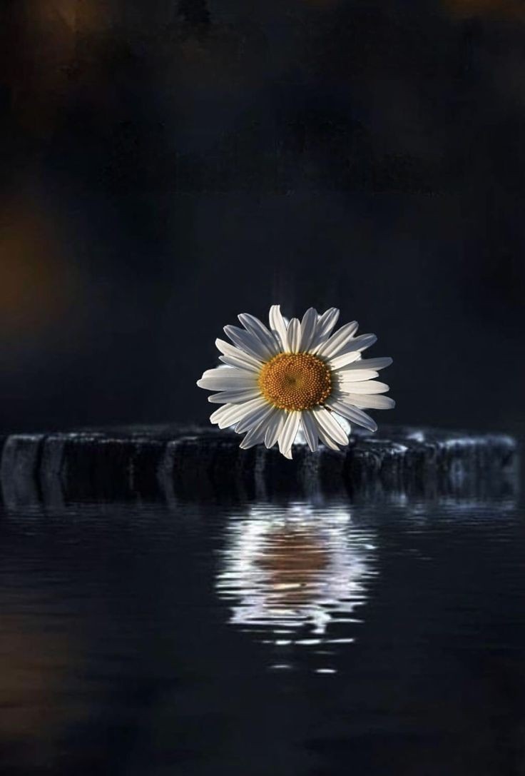 Good night X 

Sleep well

Have a peaceful night everyone