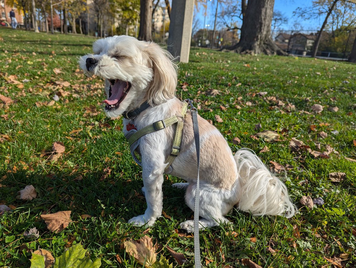 Snuggle Beast tweet media