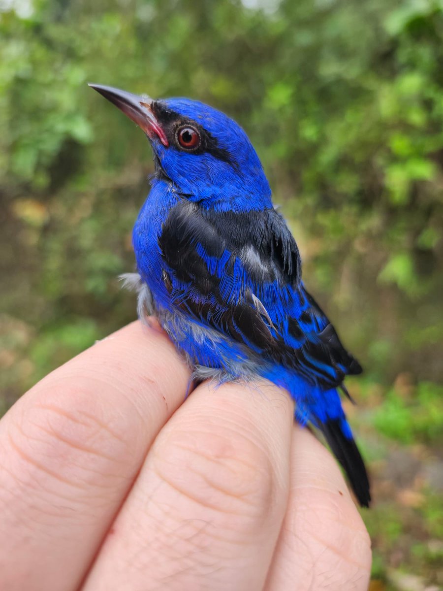 com_housemartin's tweet photo. Ecuador ringing expedition going extremely well with 75 species ringed over 5 days of ringing. Some colourful highlights below 🦜: https://t.co/fTuLMe6yfr