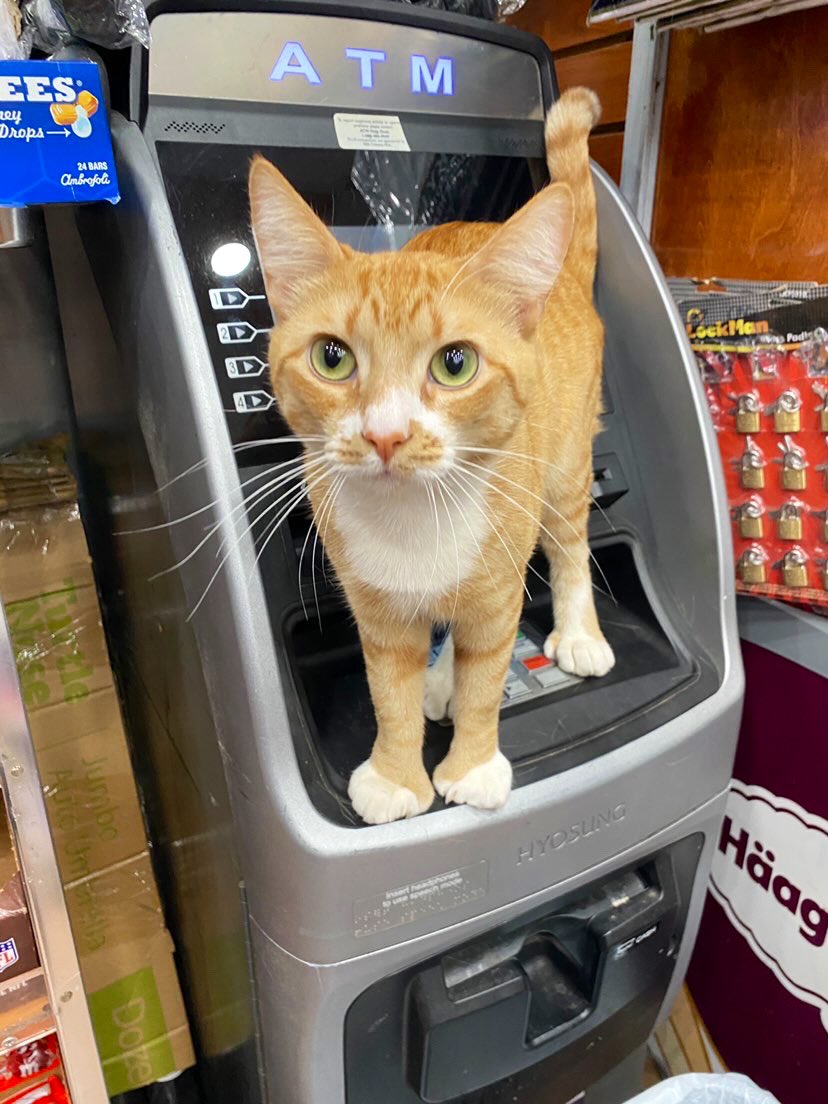 Bodega Cats tweet media