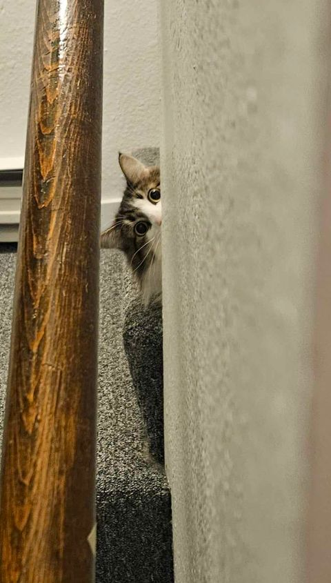 I'm moving on to less fascist social media pastures, so I hope you come and find me (dragonwriter01) on the thready place, where I'll still talk about dragons, writing, food, huskies, and my ridiculously adorable kitten, Miss Tilly Bean.