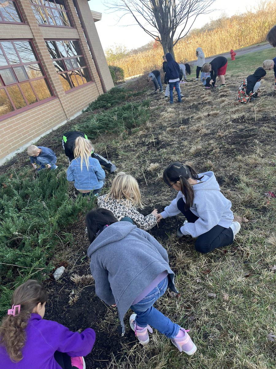 PVWollberg's tweet image. Planting tulip bulbs with our Buddy Class🌷Can’t wait to see what blooms in the Spring!  #pvlearns #buddyclass