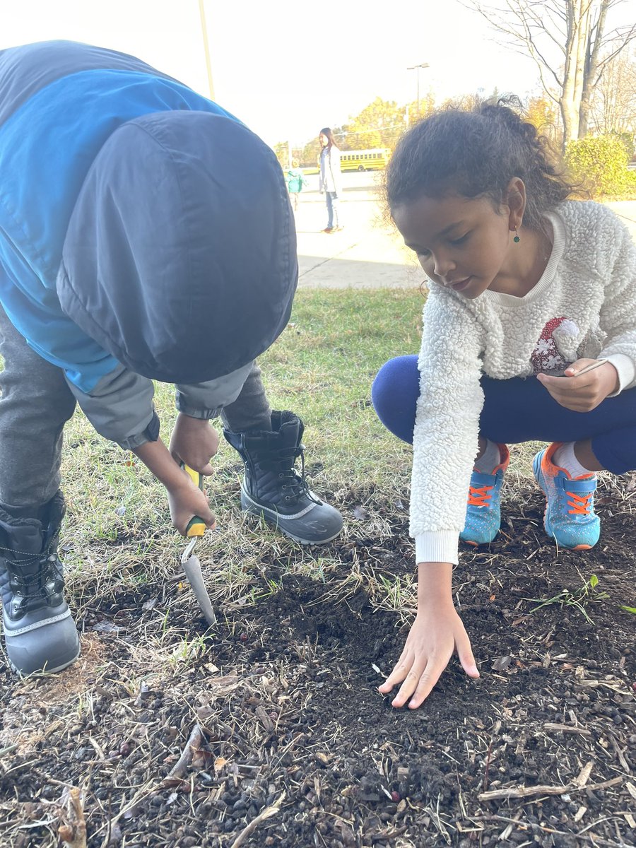 PVWollberg's tweet image. Planting tulip bulbs with our Buddy Class🌷Can’t wait to see what blooms in the Spring!  #pvlearns #buddyclass
