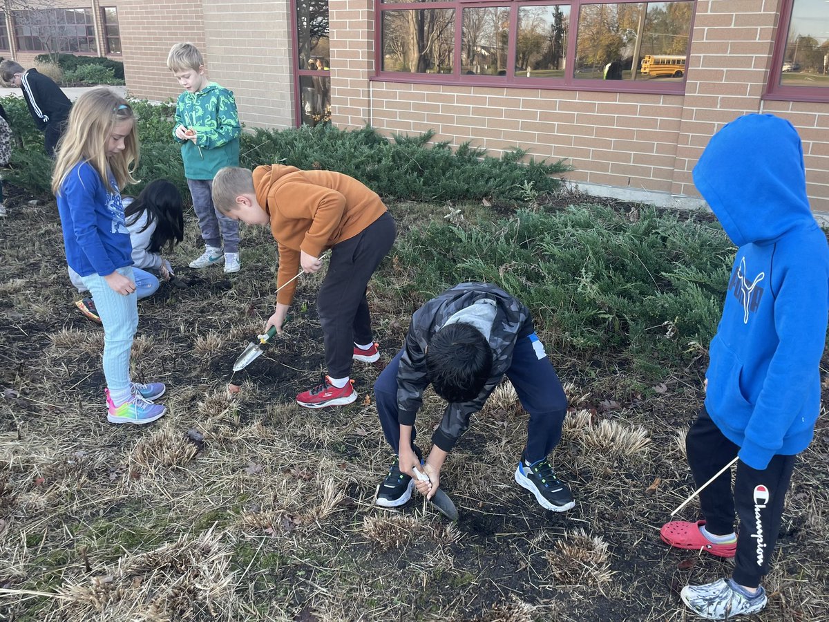 PVWollberg's tweet image. Planting tulip bulbs with our Buddy Class🌷Can’t wait to see what blooms in the Spring!  #pvlearns #buddyclass
