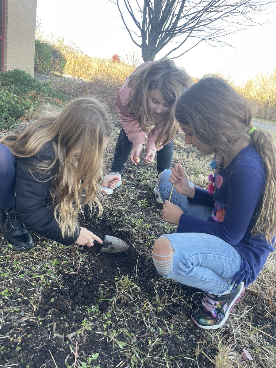 PVWollberg's tweet image. Planting tulip bulbs with our Buddy Class🌷Can’t wait to see what blooms in the Spring!  #pvlearns #buddyclass