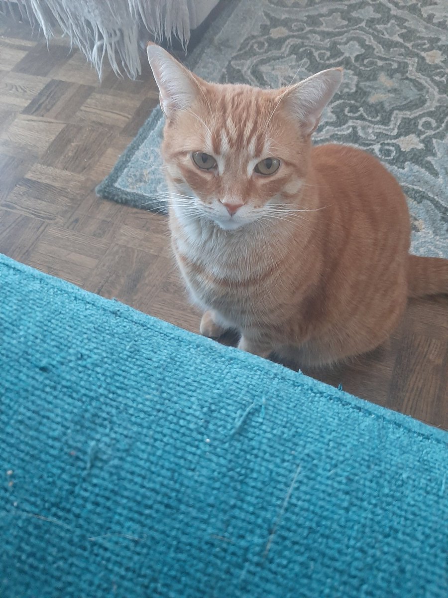 FredCanCat's tweet image. I&apos;ll never leave you. Promise. #FredtheCanadianCat #comfortsupport