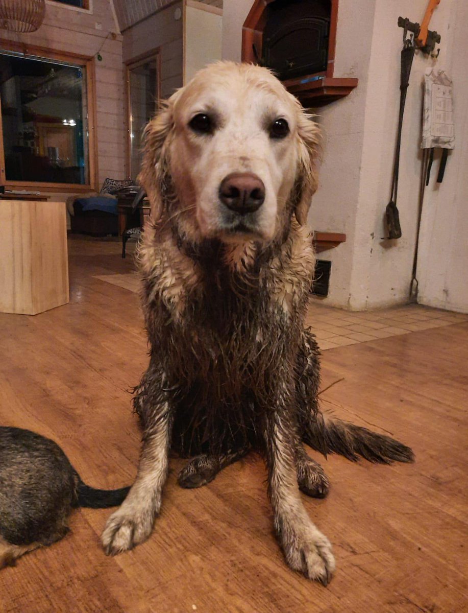 Pauliina tweet media