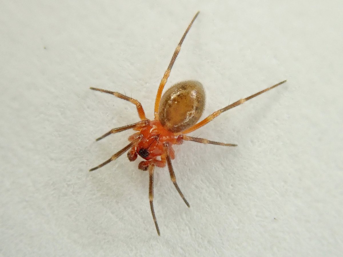 Excellent spiders from @CwallWildlife Cabilla NR - new site and hectad for Philodromus margaritatus and Agyneta innotabilis, new site for Hyptiotes paradoxus, and a 25mile hike west for Trematocephalus cristatus - the 2nd Cornish site for it. <a href="/BritishSpiders/">BAS</a> <a href="/cofnod/">Cofnod</a> <a href="/graemelyons/">Graeme Lyons</a>