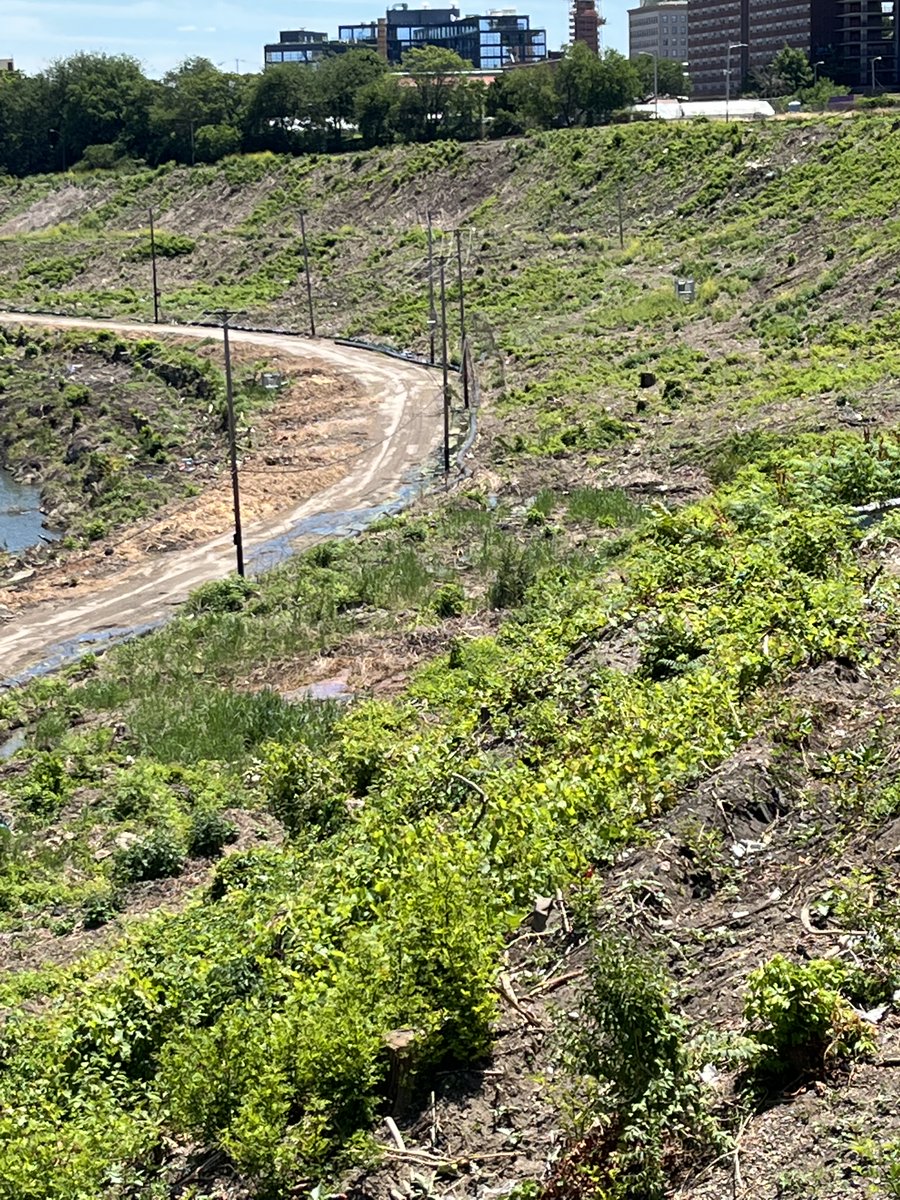 TreeCleveland tweet media