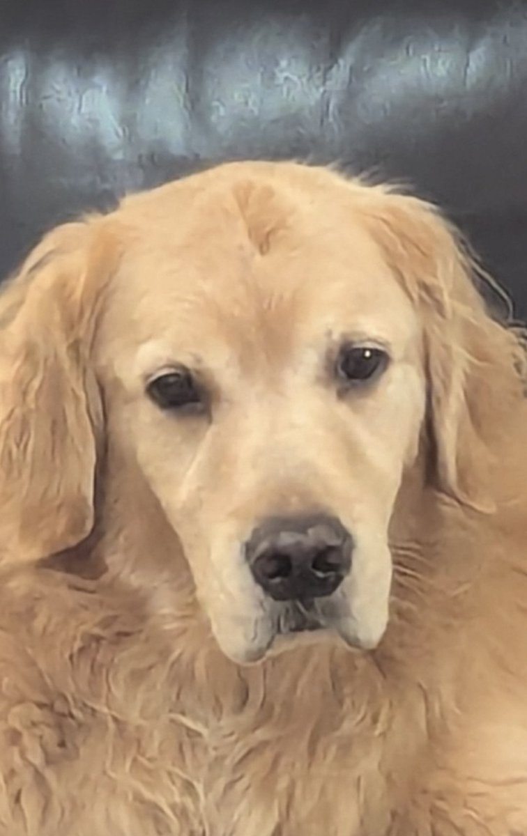 dafrase's tweet image. Sawyer and Captain are very sad to hear about Ben and send their condolences to @KirkHerbstreit and family.  RIP to the big guy.