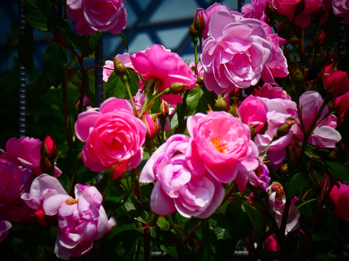 ♱⋰ 🌹⋱✮⋰ 🌹⋱♱⋰ 🌹⋱✮⋰ ♱⋰🌹 ⋱✮⋰ 🌹⋱♱⋰ 🌹⋱✮⋰
おはようございます。

薔薇園で🌹