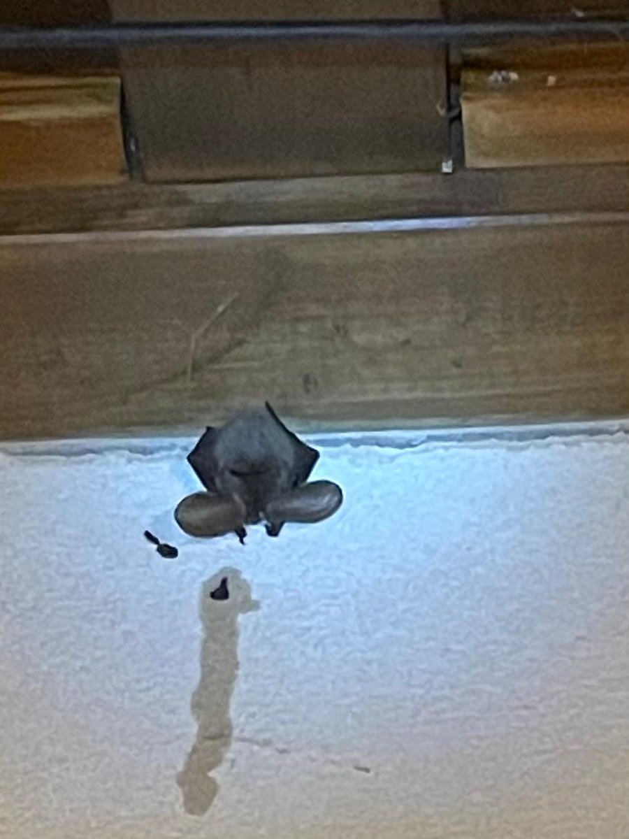 Jorge Soto tweet media