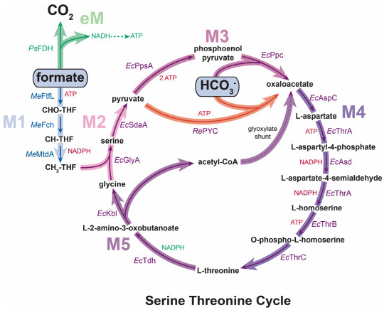 paperperday's tweet photo. Evolution-assisted engineering of E. coli enables growth on formic acid at ambient CO2 via the Serine Threonine Cycle

"synthetic C1-utilization pathways are engineered into E. coli"
https://t.co/v87gBr300m https://t.co/wCt41I0ePy